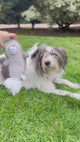 Peluche de Foca para Mascotas