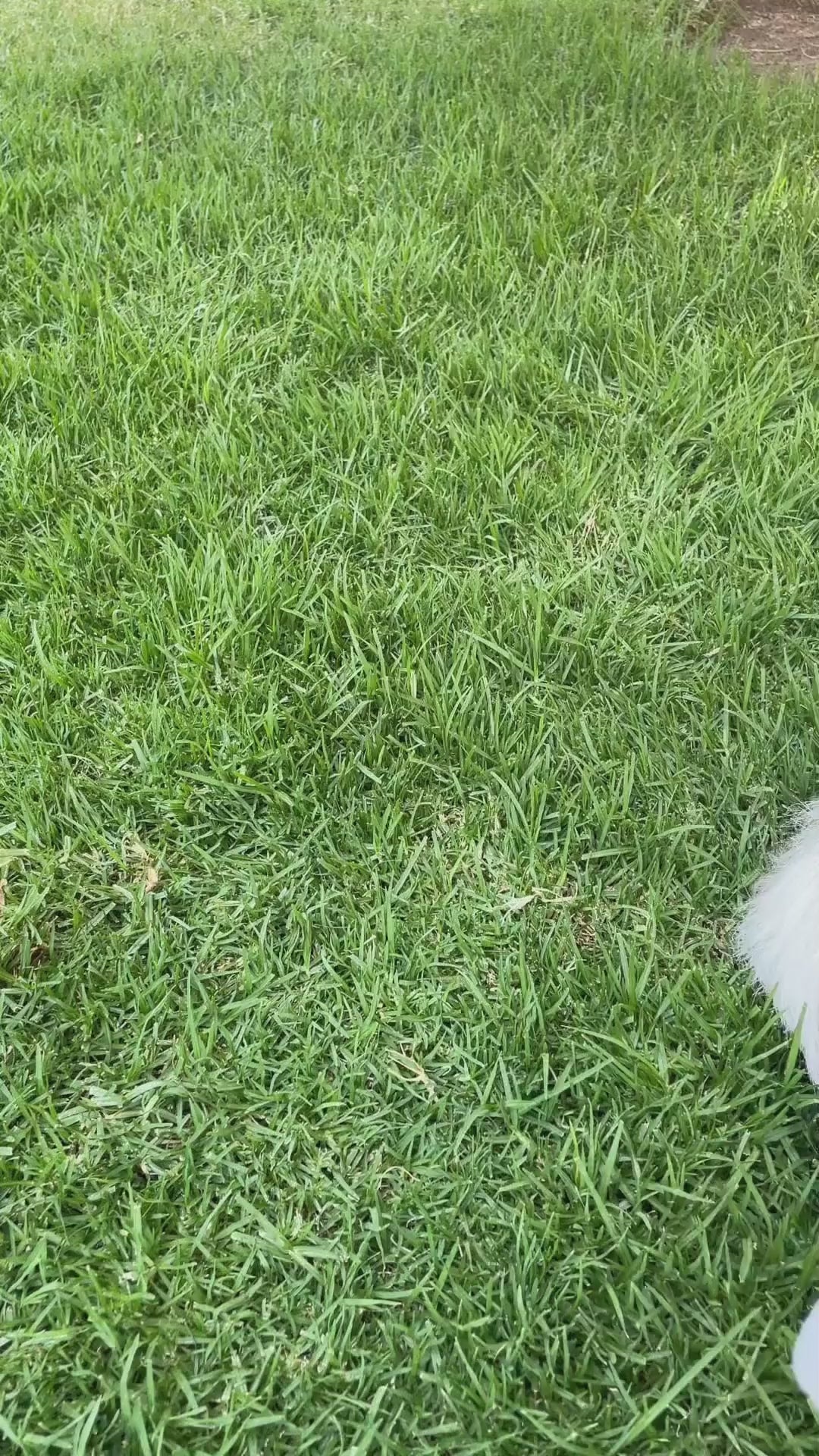 Botella de Agua Plegable para Mascotas 550 ml Buddy´s Pet Supplies 1 un