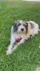 Peluche de Pato para Perros