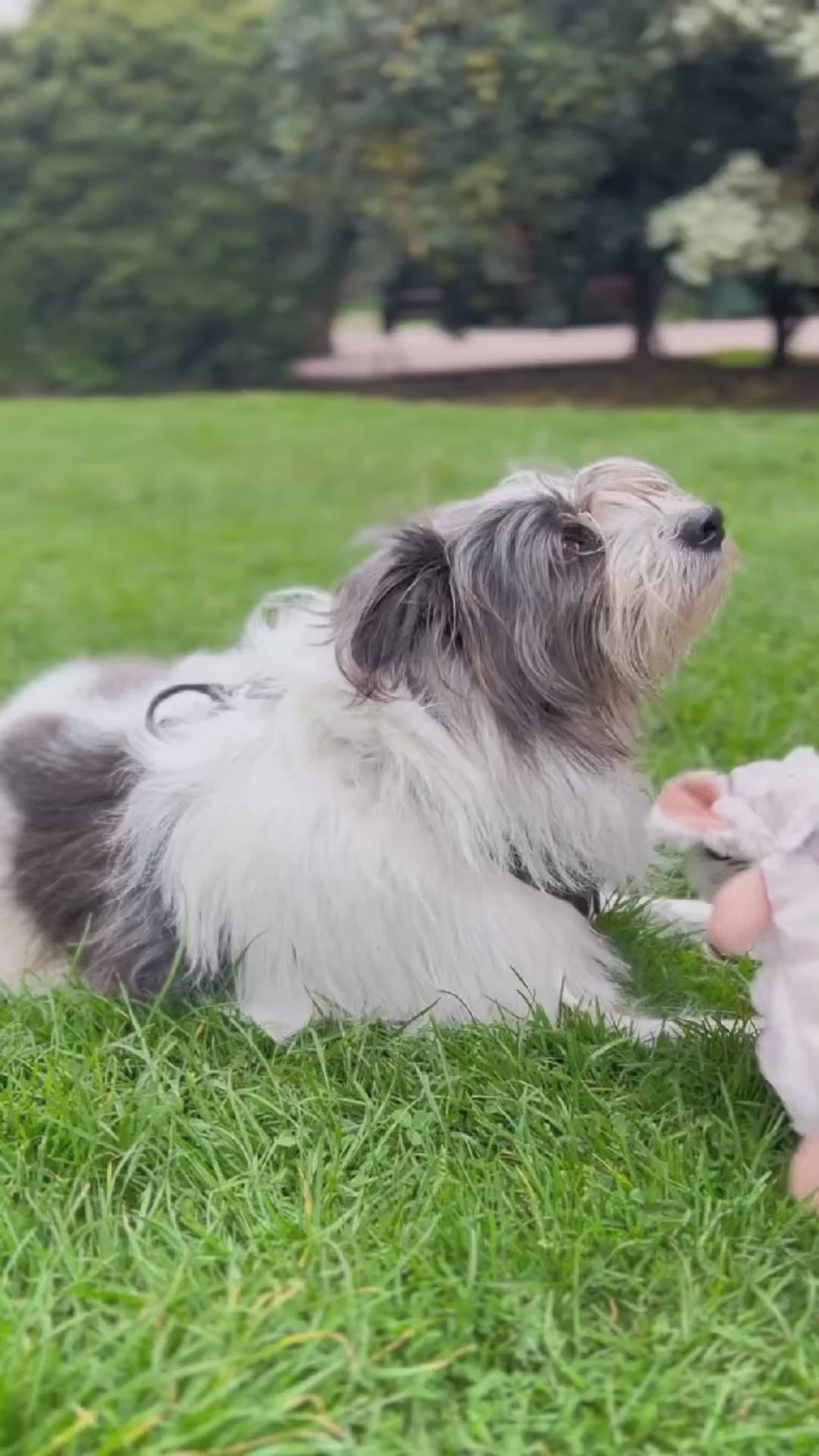 Peluche de Elefante para Mascotas