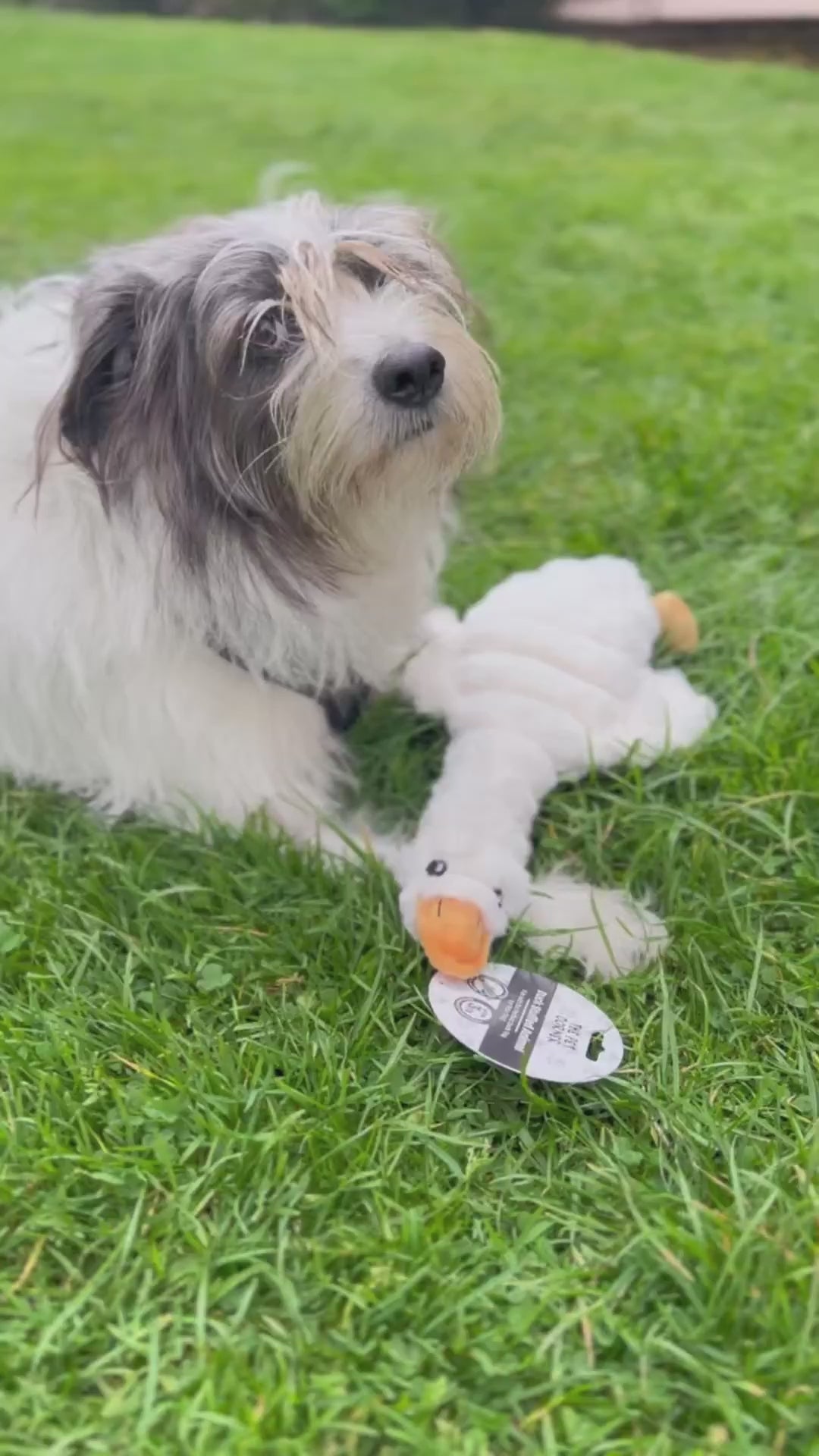 Peluche de Pato para Mascotas