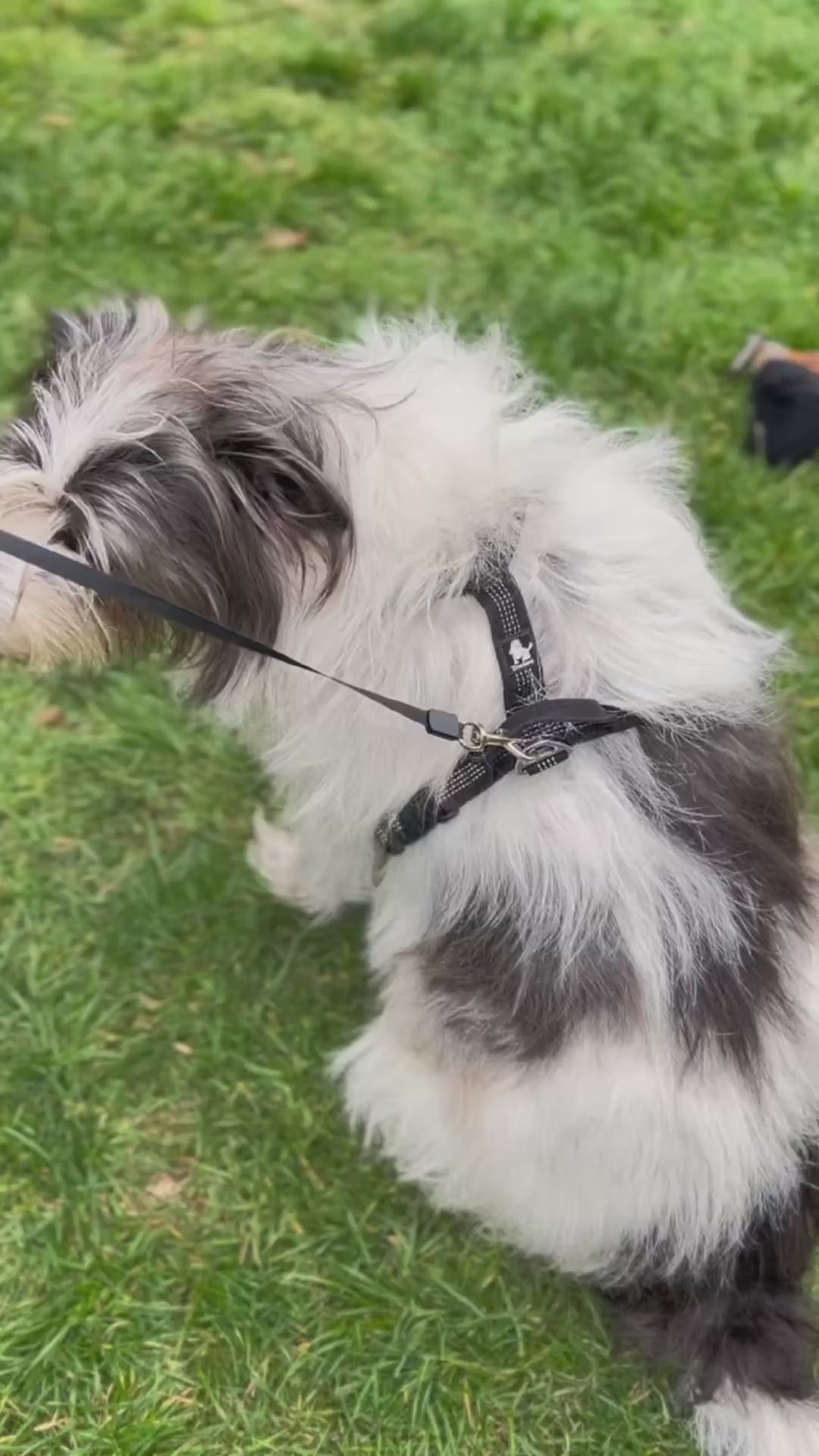 Correa Retráctil de Mascotas