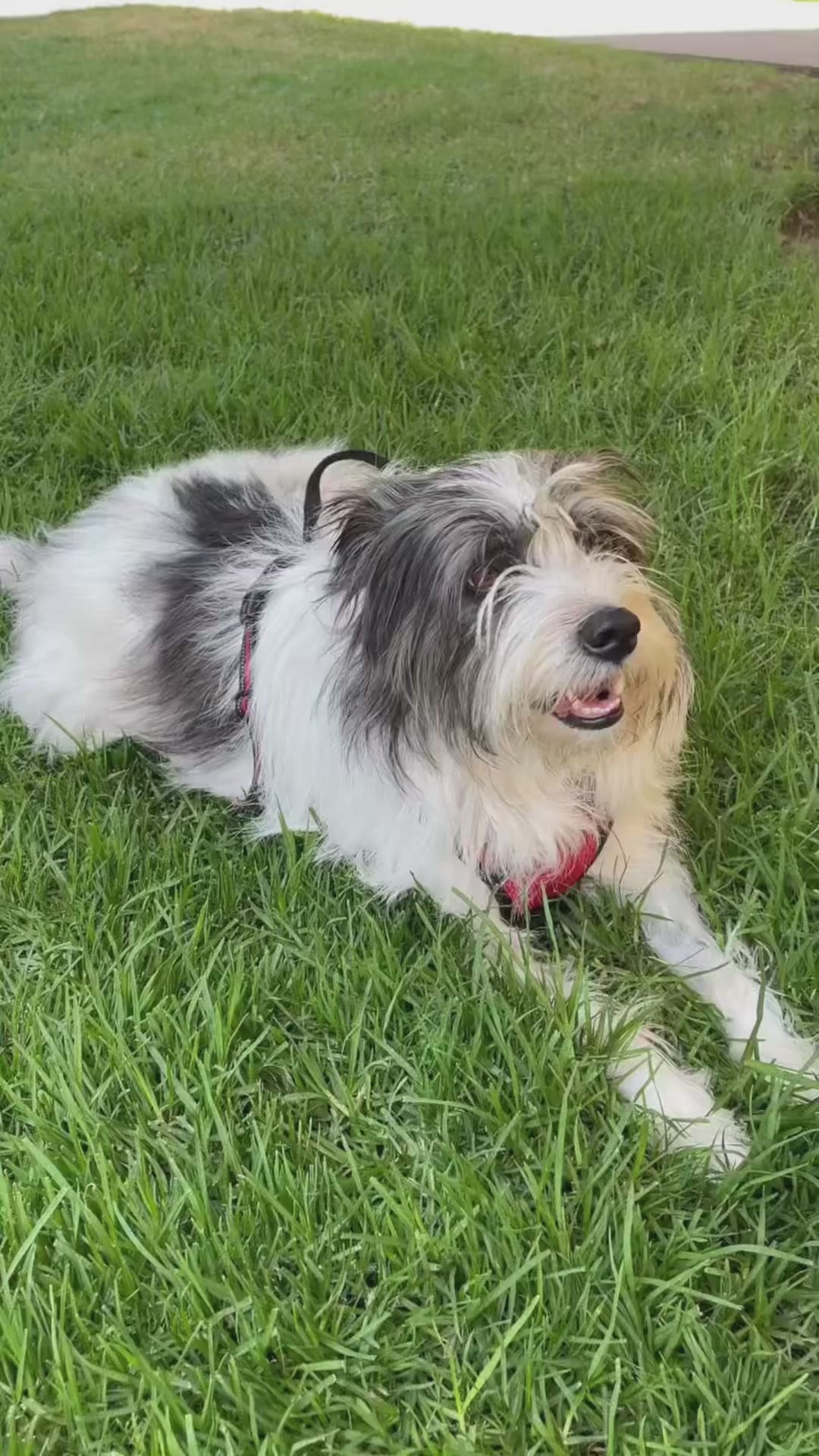 Mordedor de Cuerda para Perro