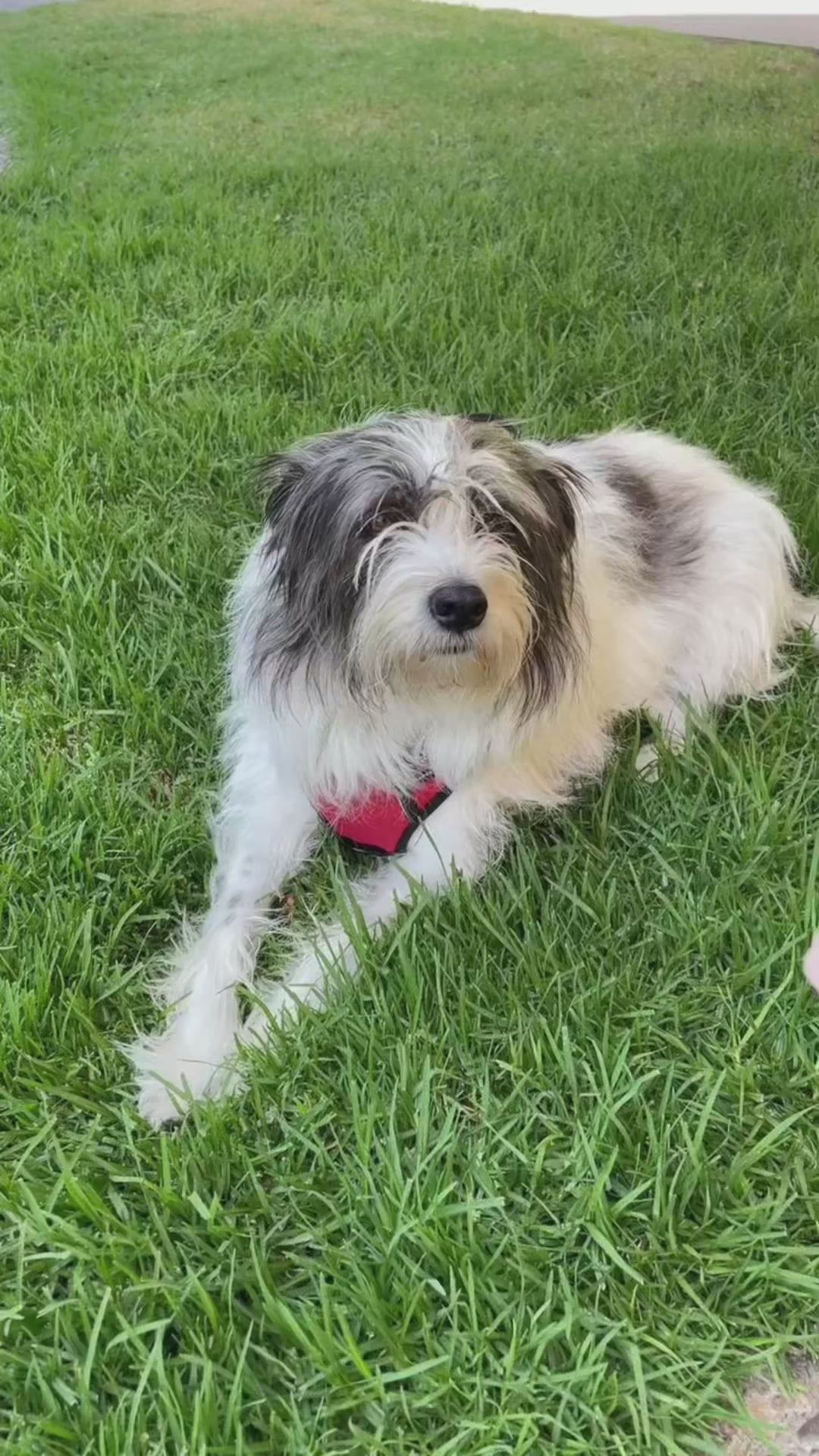 Peluche de Pato para Perros
