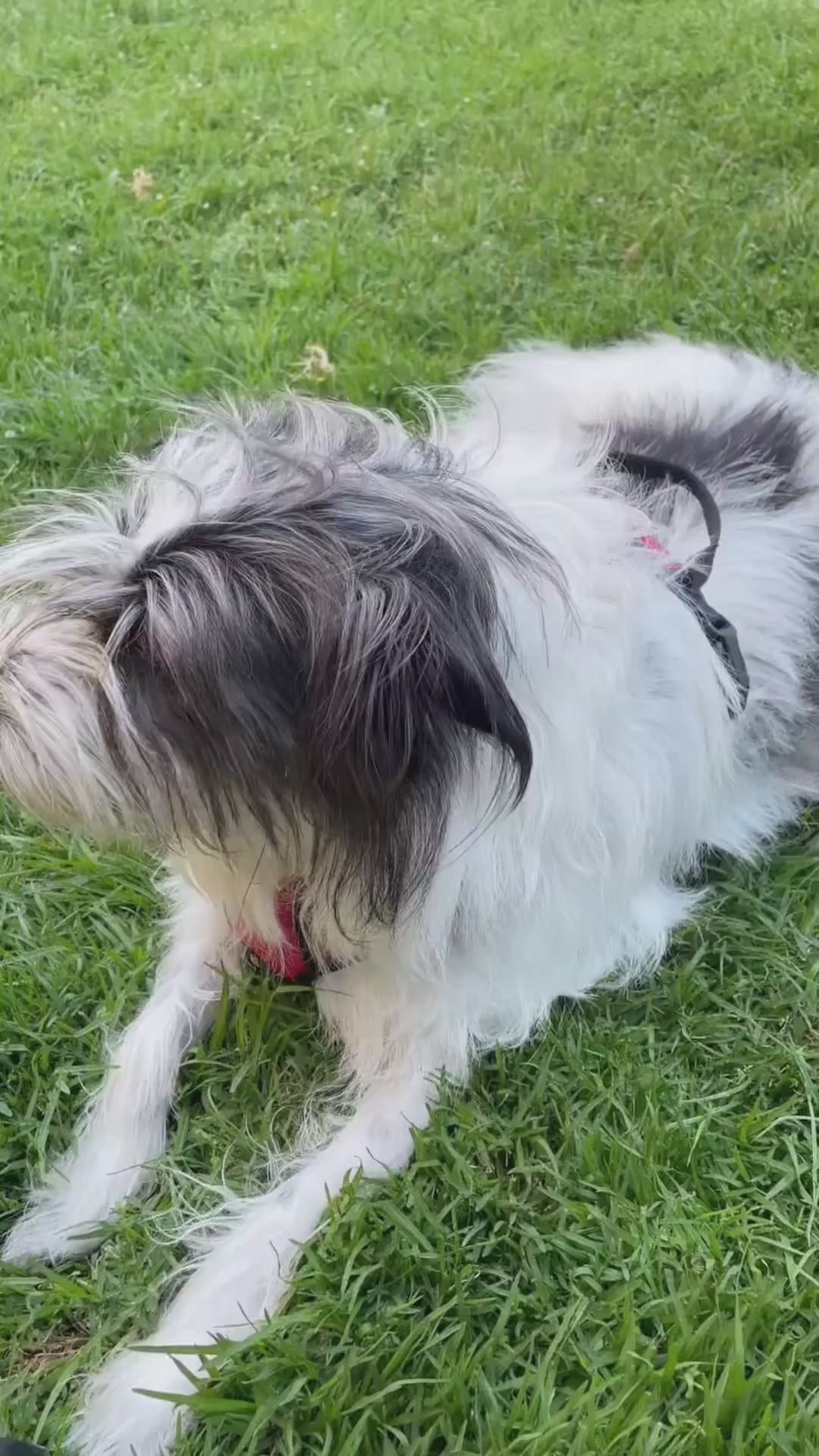 Guante Quita Pelos Limpieza Mascotas